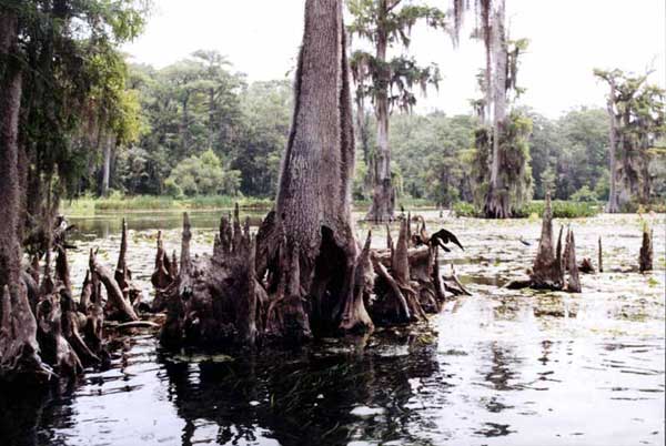 cypress