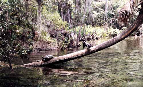 turtles