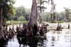 cypress