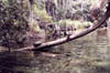 turtles